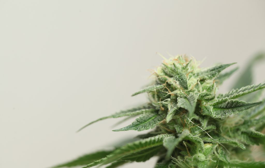 THCa Flower for Natural Approach